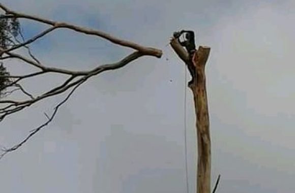 Top Climbing Treefelling (21)