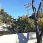 constantia tree prunning 1