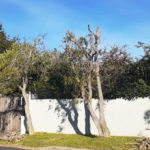 constantia tree prunning 2