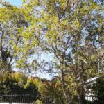constantia tree prunning 3