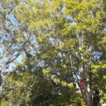 constantia tree prunning 4