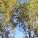 constantia tree prunning 7