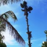 durbanville pine tree cutting 0