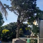 durbanville pine tree cutting 1