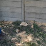 durbanville pine tree cutting 2