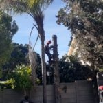 durbanville pine tree cutting 3