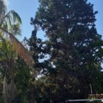 durbanville pine tree cutting 4