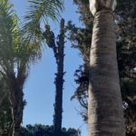 durbanville pine tree cutting 6