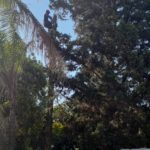 durbanville pine tree cutting 7