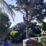durbanville pine tree cutting 8