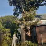 oak tree cutting in cape town 2