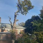 oak tree cutting in cape town 3