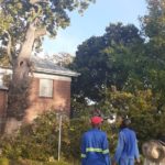 oak tree cutting in cape town 5