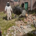 oak tree cutting in cape town 6