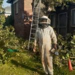 oak tree cutting in cape town 7